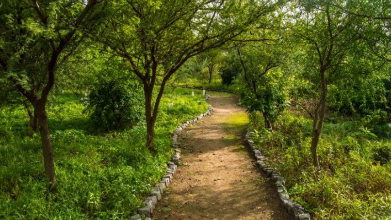 Bosques de Argentina, Argentina